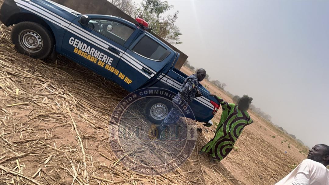 LUTTE CONTRE LE VOL DE BÉTAIL: UN PRESUME VOLEUR ARRÊTÉ À NIORO